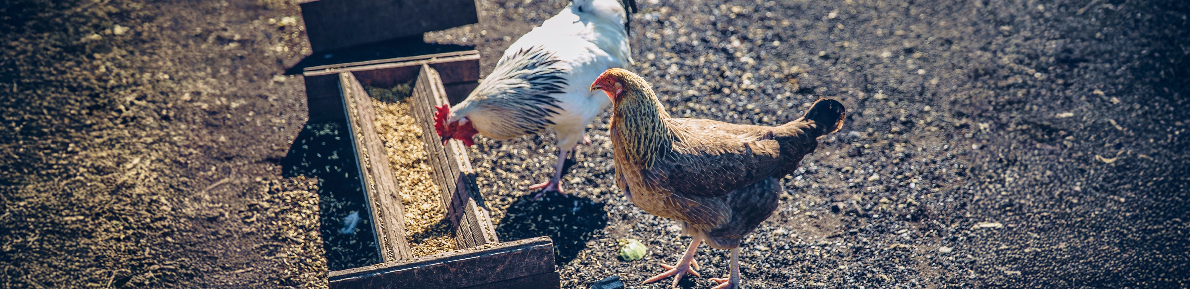 Animal Nutrition