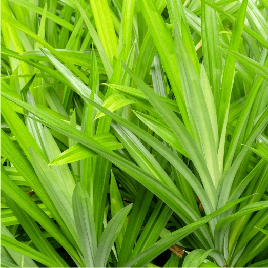 Gingergrass Essential Oil