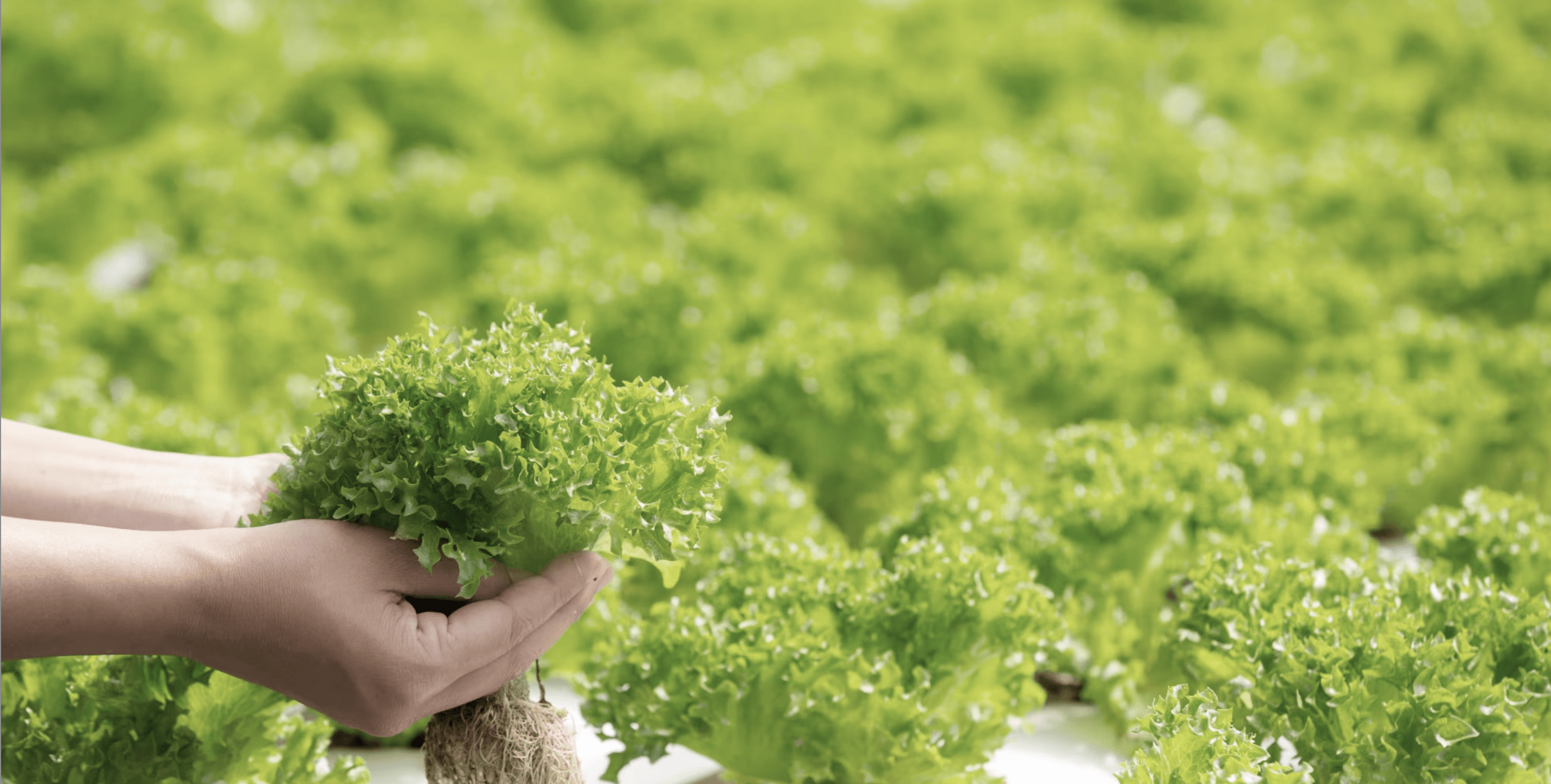 Plant Proteins