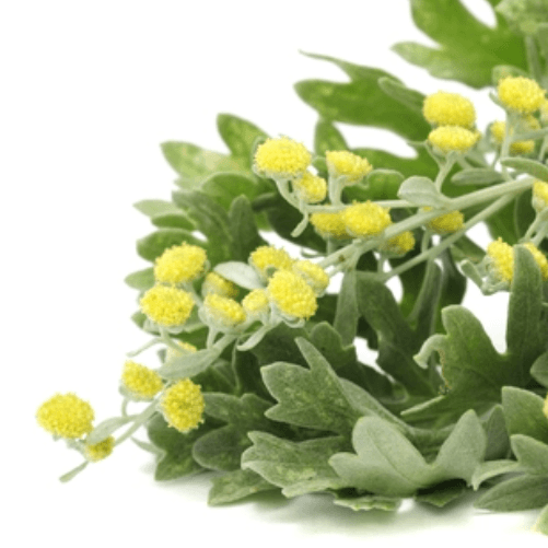 Davana Essential Oil
