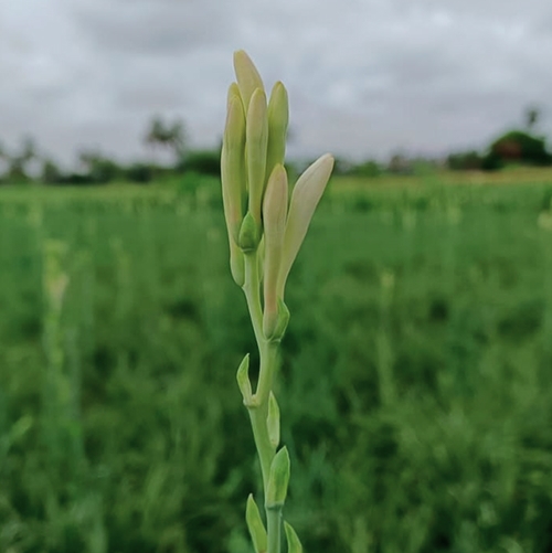 Tuberose Absolute / Concrete