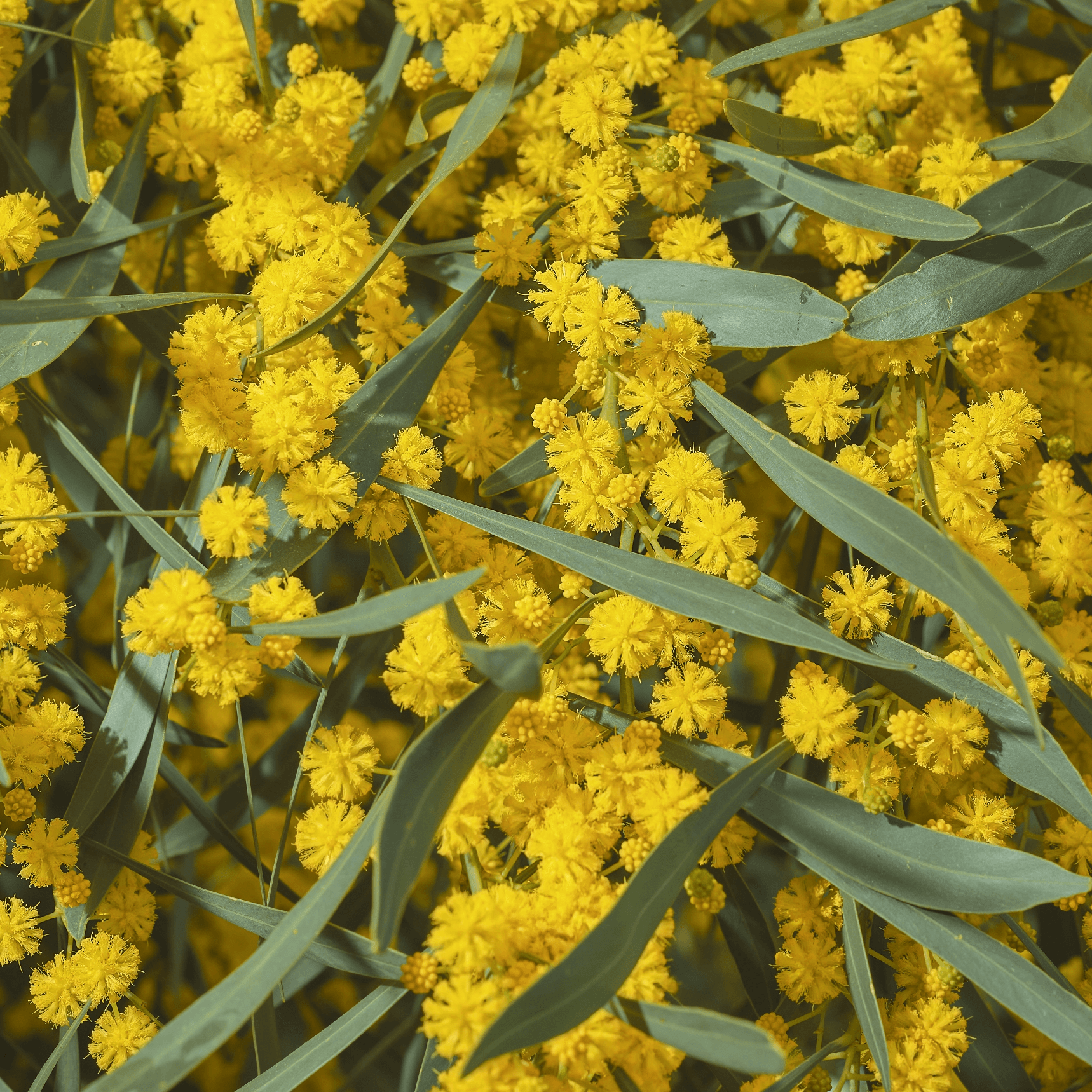 Mimosa Absolute / Concrete