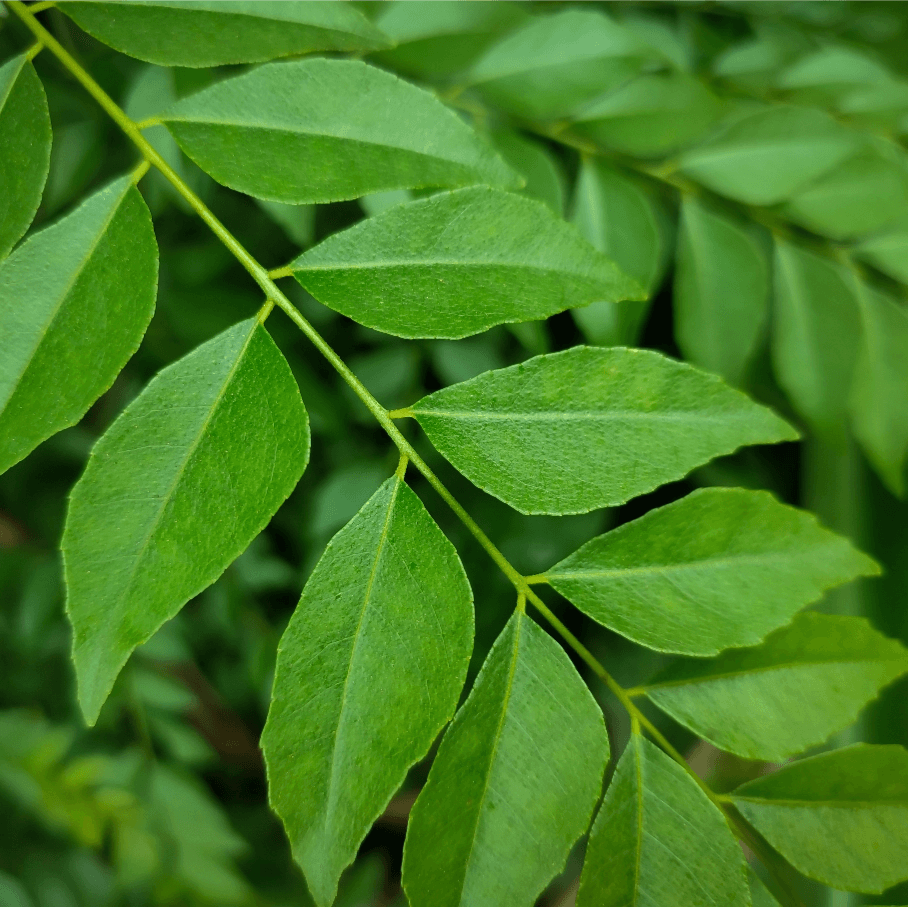 Murraya Leaf Essential Oil
