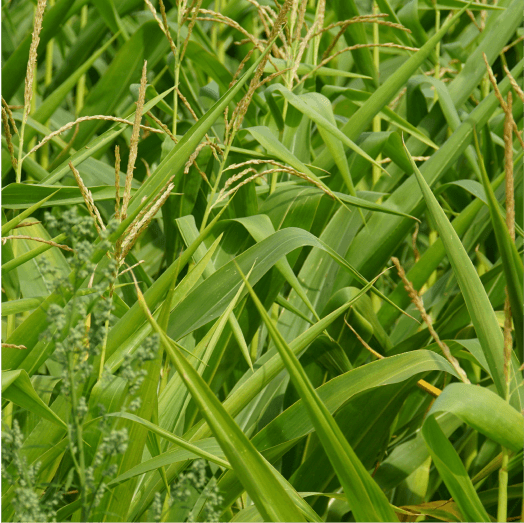 Palmarosa Essential Oil