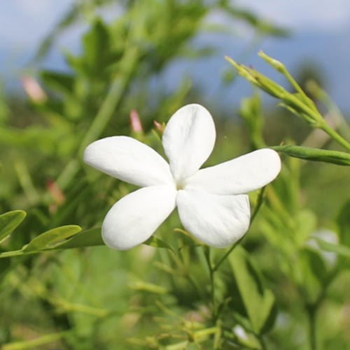 Jasmine Absolute / Concrete