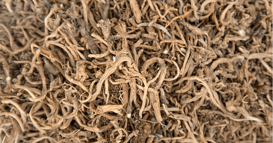 Angelica