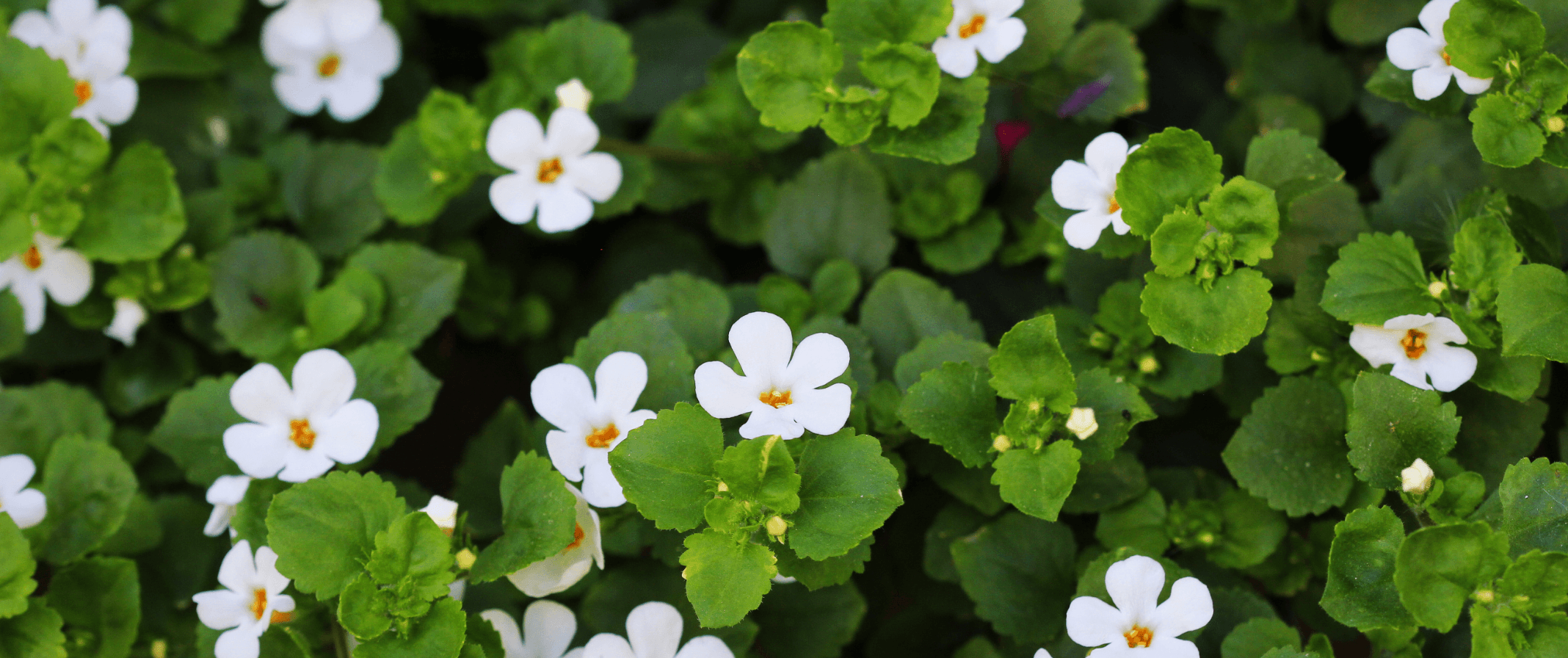 Bacopa