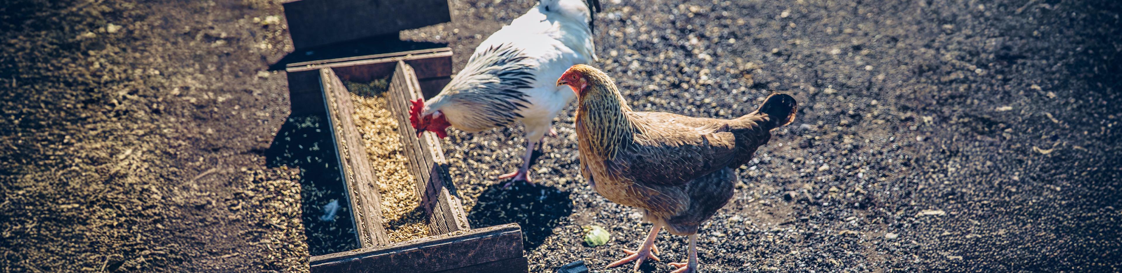 Animal Nutrition