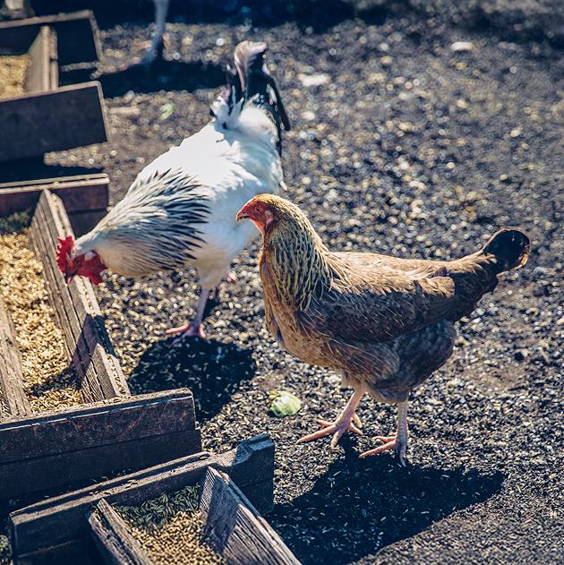 Animal Nutrition