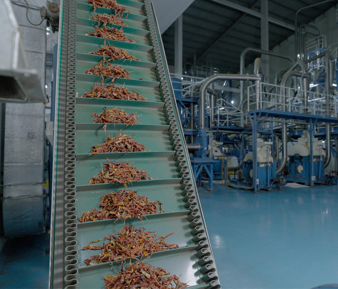 Chilli Processing Facility