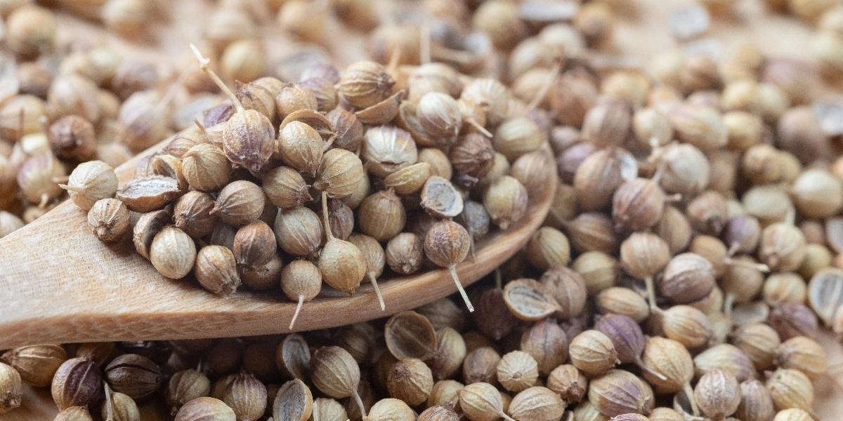 Coriander
