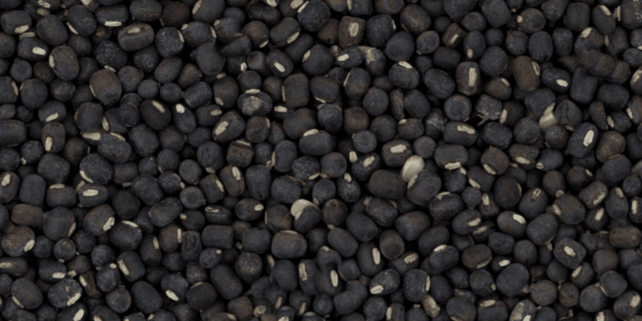 Black Gram Protein (Vigna mungo)