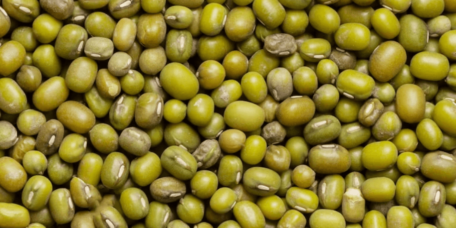 Mung Bean Protein (Vigna radiata)