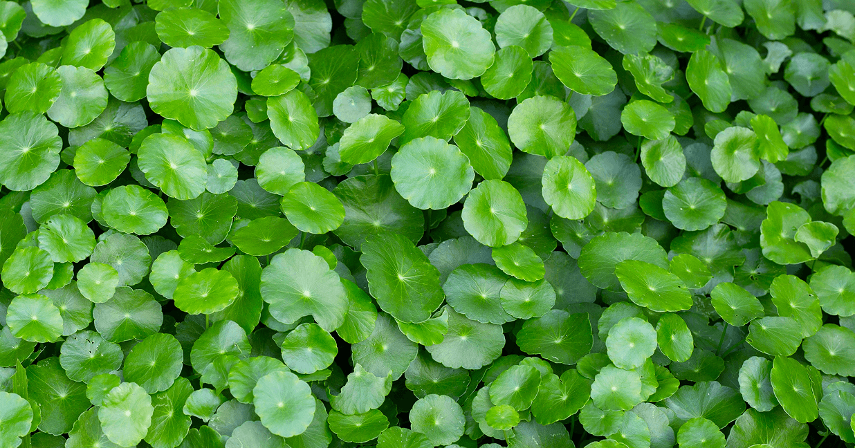 Gotu Kola