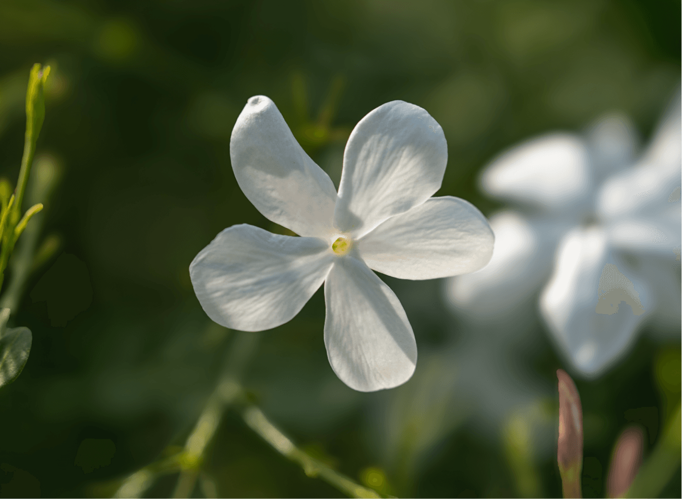 An Everlasting Promise for Superior Fragrances