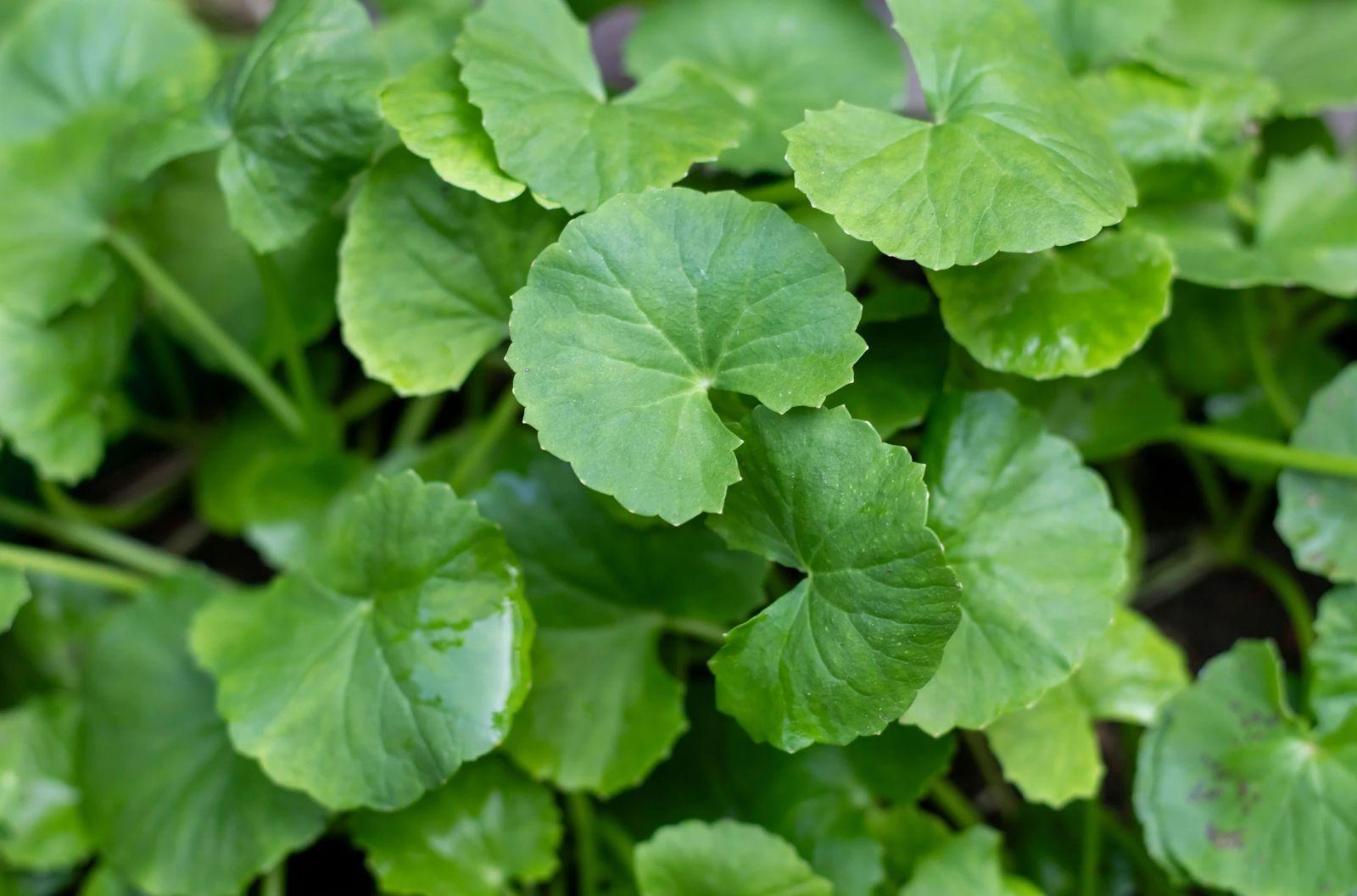 Gotu Kola