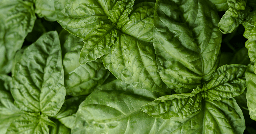 Basil