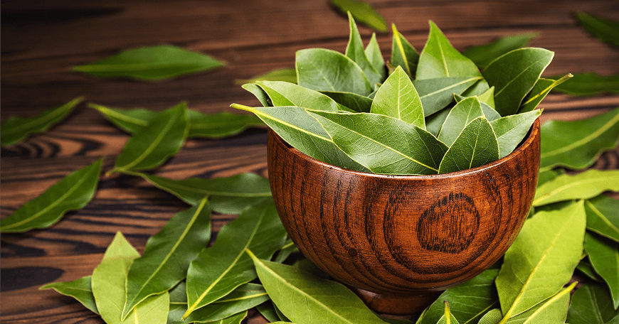 Bay leaf / Laurel leaf