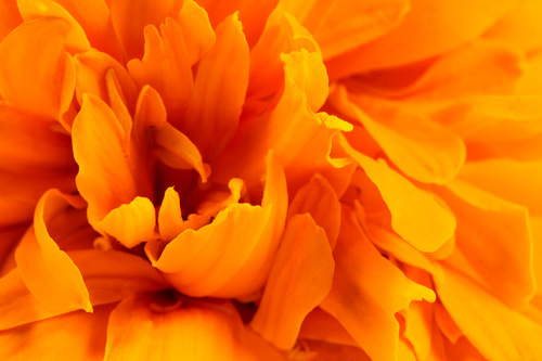 Lutein and Marigold