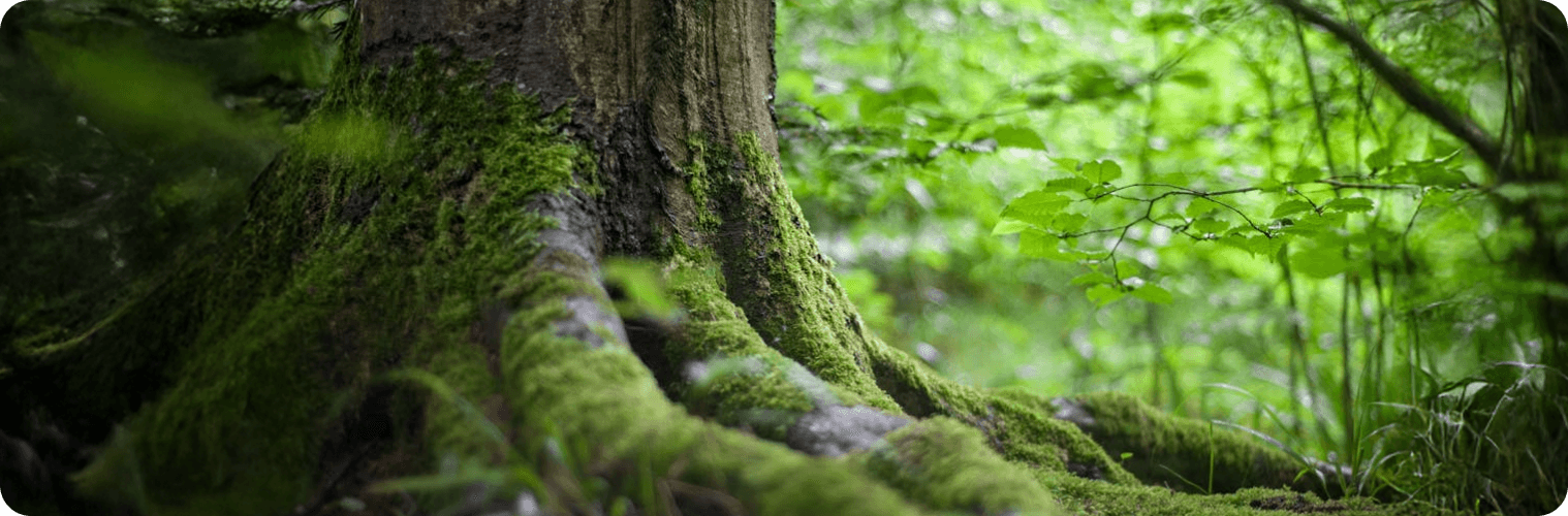 Close-up of a moss-covered tree trunk base and buttress roots in a lush, green forest.