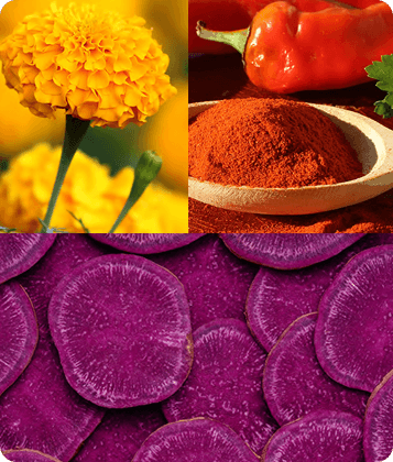 Natural colors and extracts, botanical theme.