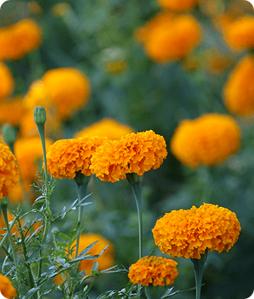 Marigold flowers used for natural color extraction.
